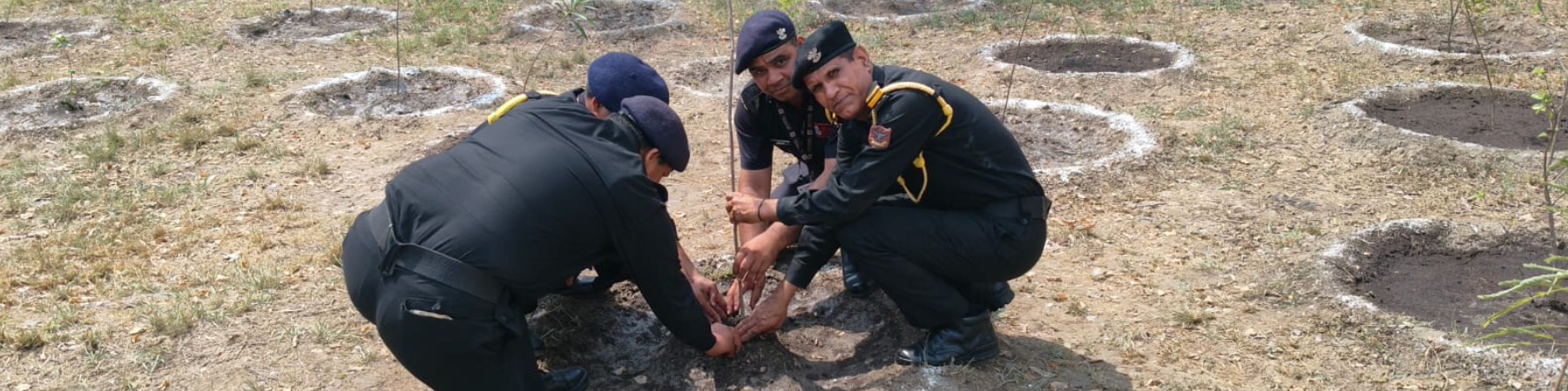 RO Noida tree paltation RO Noida tree paltation